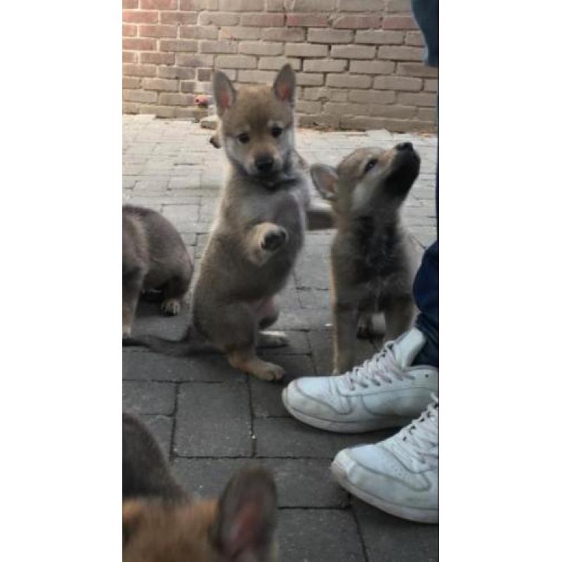 Tsjechoslowaakse Wolfhond pups
