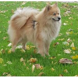 Zeer mooie f1 pomsky dekreu