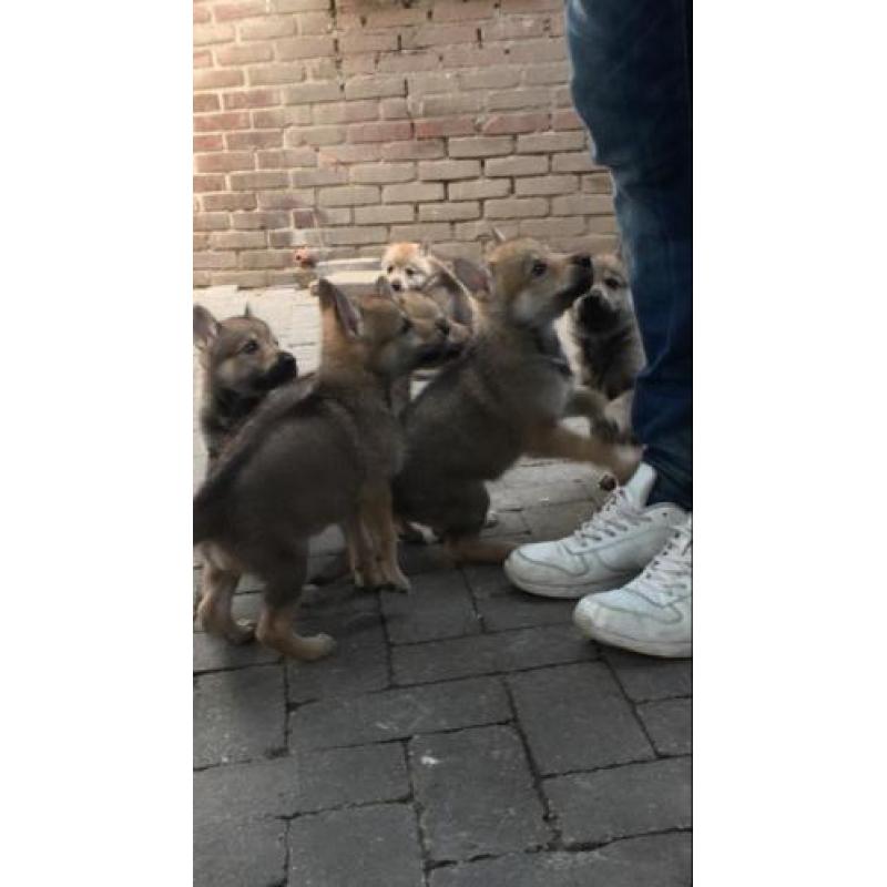 Tsjechoslowaakse Wolfhond pups