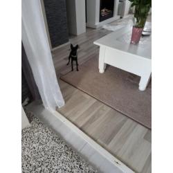 te koop chihuahua 5 maand reutje