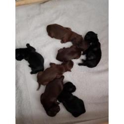 Te koop shih tzu pups