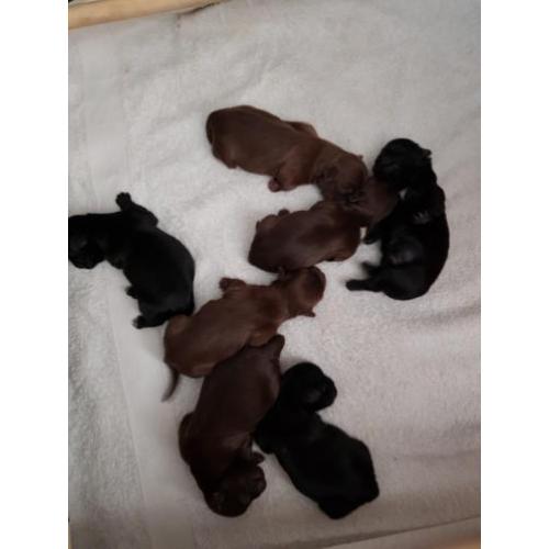 Te koop shih tzu pups