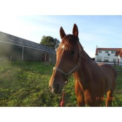 8 jarige draver ruin