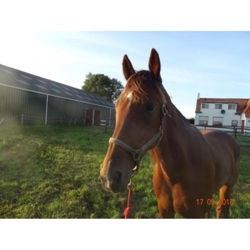 8 jarige draver ruin