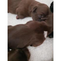 Te koop shih tzu pups