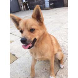 Pomsky