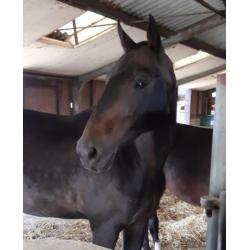 Pittige 11 jarige KWPN merrie