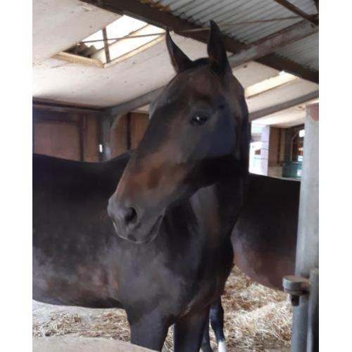 Pittige 11 jarige KWPN merrie