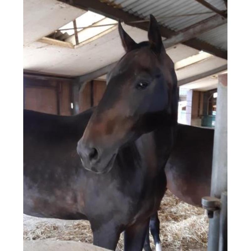 Pittige 11 jarige KWPN merrie