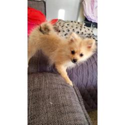 Pomeriaan pup te koop