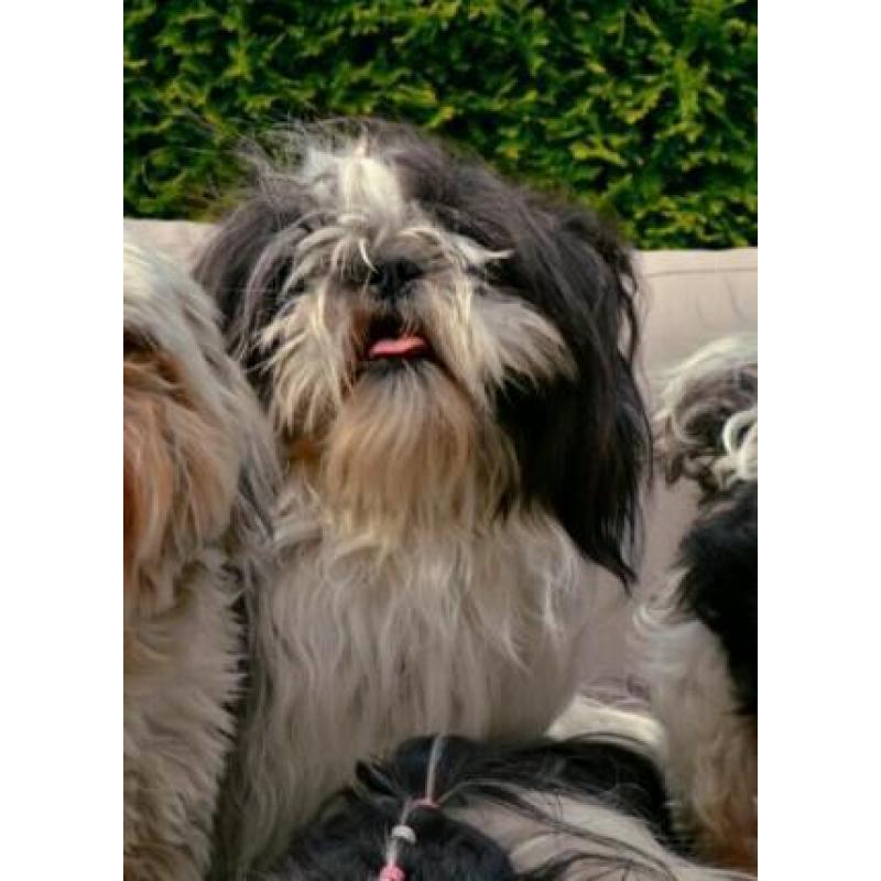 Dekreu ter dekking shih tzu driekleur