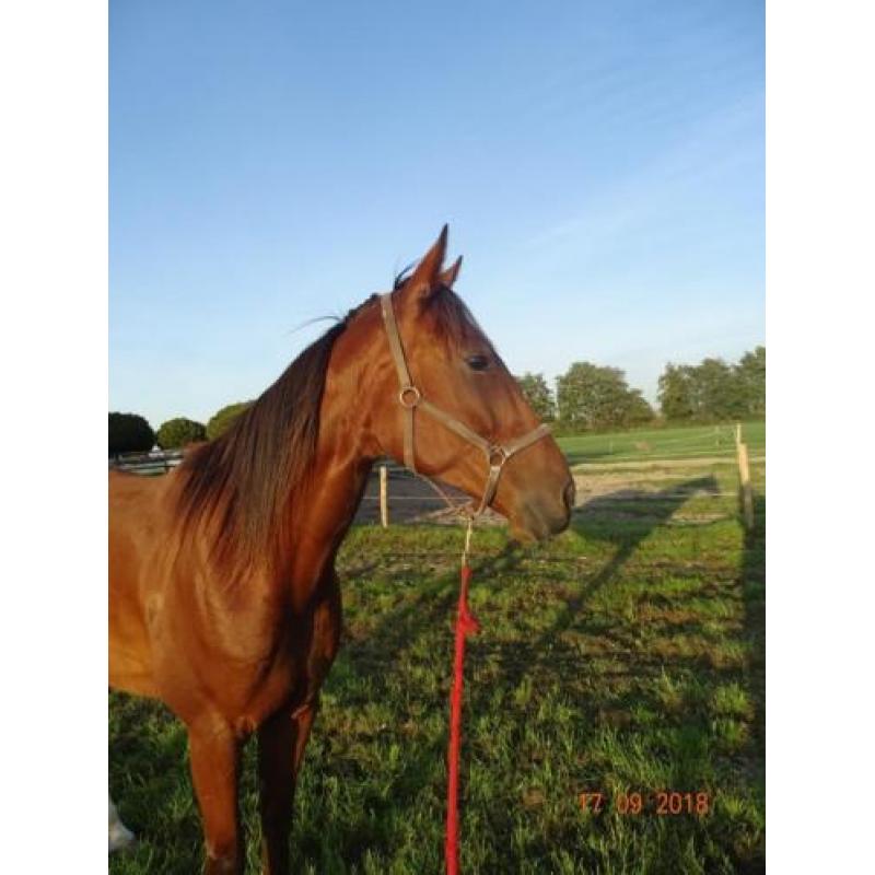 8 jarige draver ruin