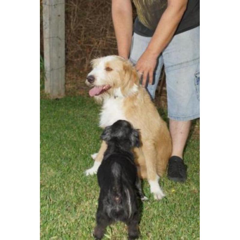 Grote kruising Micky (3jr)