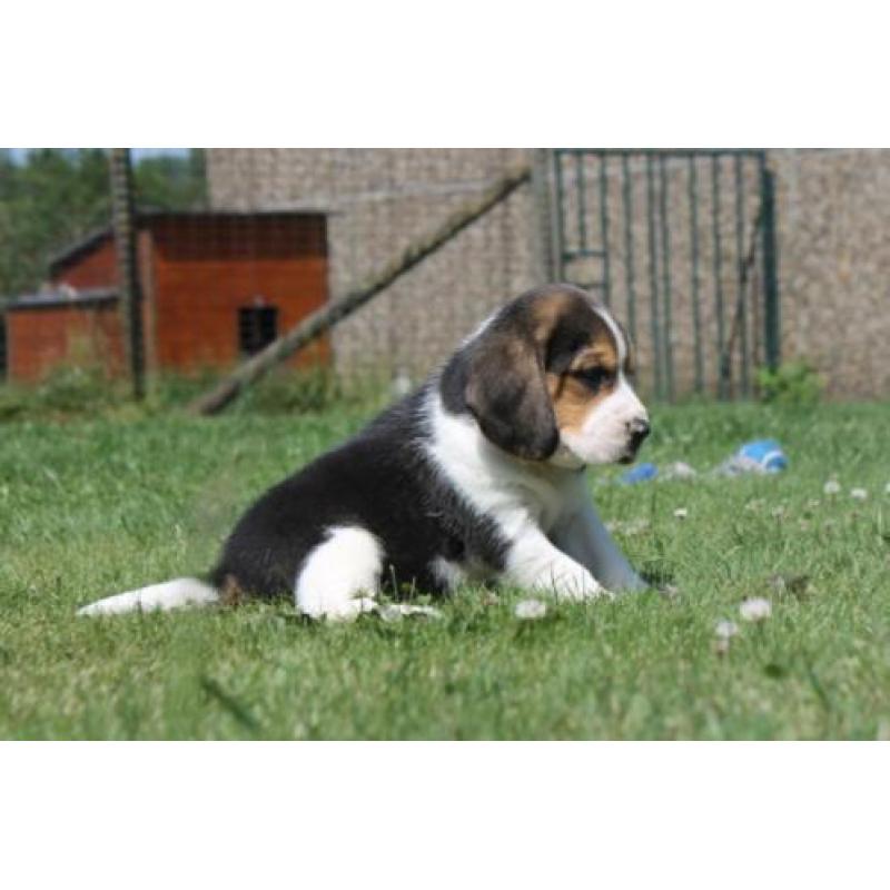 Mooie en Sociale Speelse beagle pups