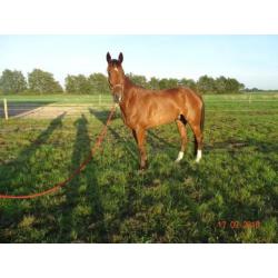 8 jarige draver ruin