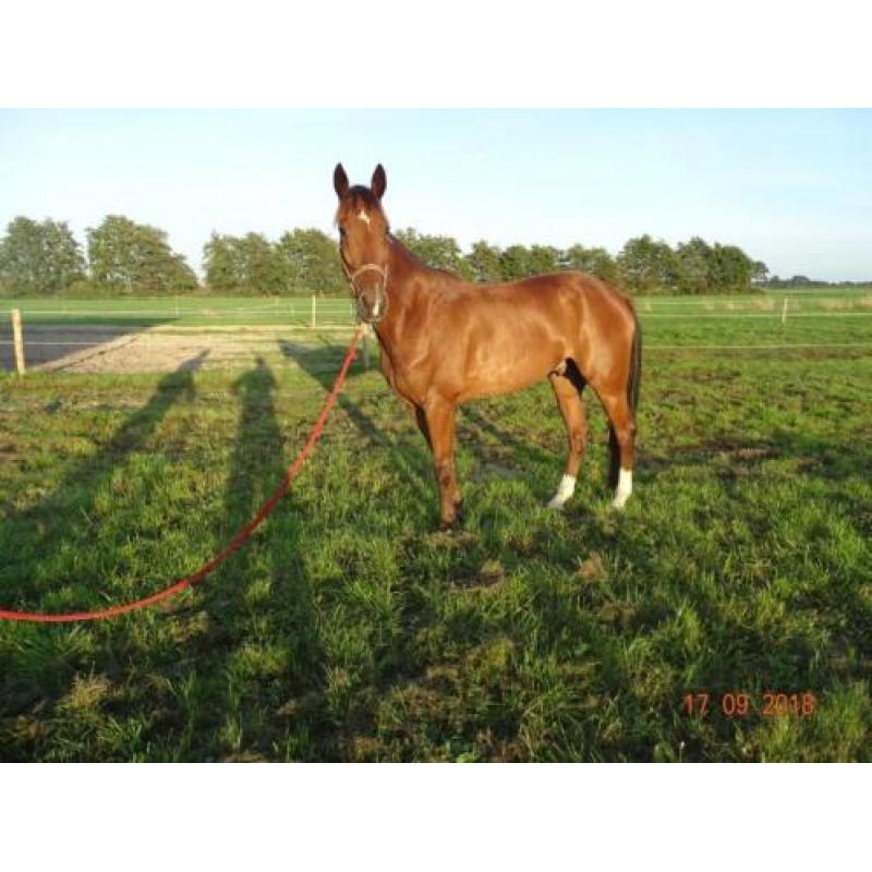 8 jarige draver ruin