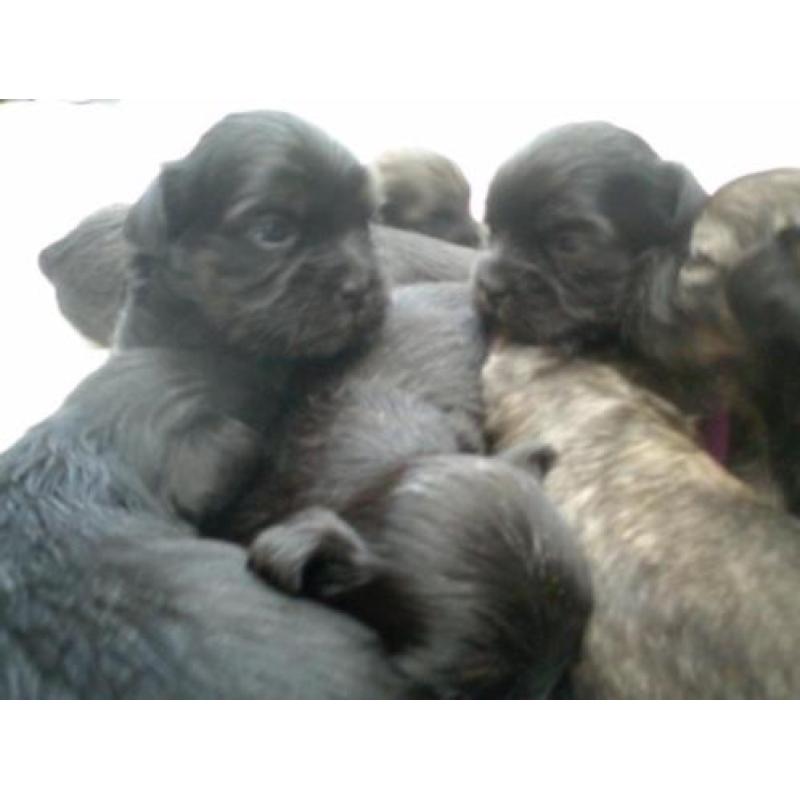 zeer mooie shih tzu , boomer pups verwacht