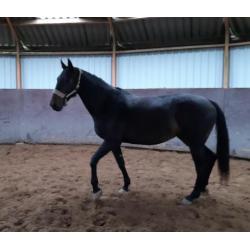 Pittige 11 jarige KWPN merrie