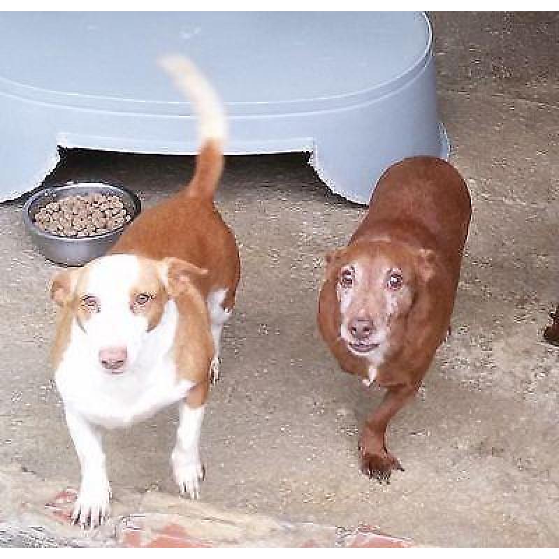 ACE kleine podenco Maito (m) zoekt lief baasje