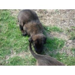 Te koop nest mechelse herder pups