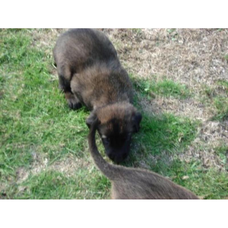 Te koop nest mechelse herder pups