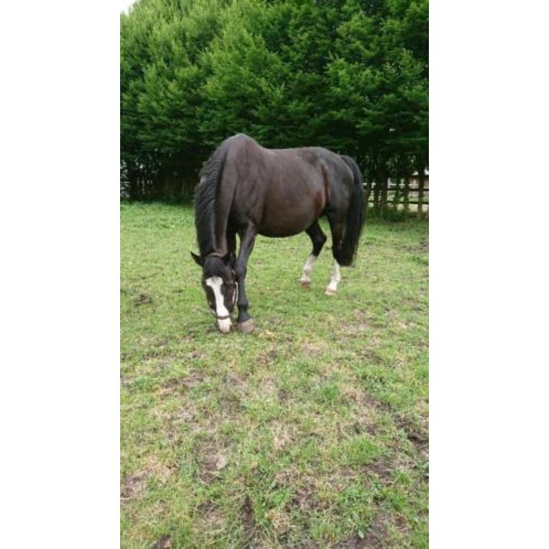 Zwarte fokmerrie, ook wel ruilen tegen jonger paard