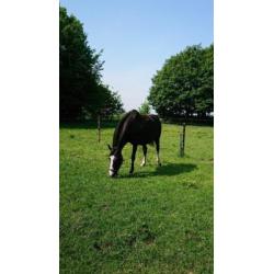 Zwarte fokmerrie, ook wel ruilen tegen jonger paard