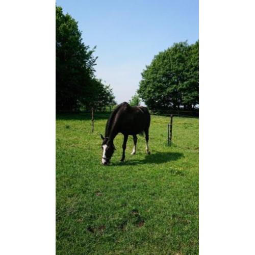 Zwarte fokmerrie, ook wel ruilen tegen jonger paard
