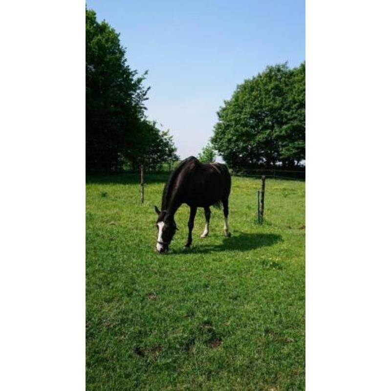 Zwarte fokmerrie, ook wel ruilen tegen jonger paard