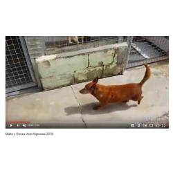 ACE kleine podenco Maito (m) zoekt lief baasje
