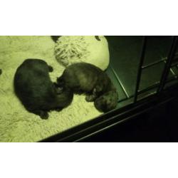 Pomeriaanpups te reserveren!