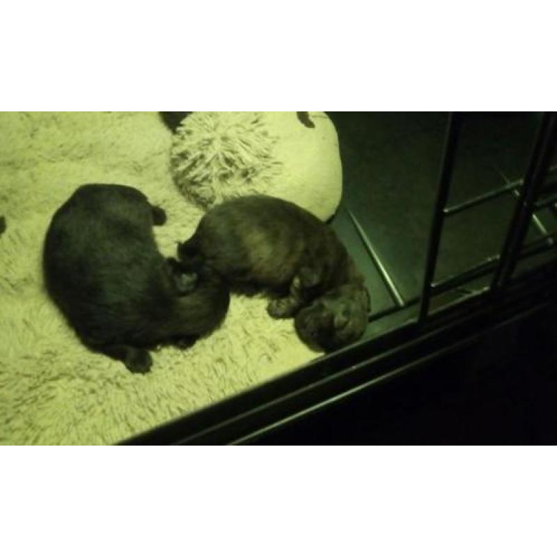 Pomeriaanpups te reserveren!