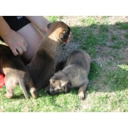 Te koop nest mechelse herder pups