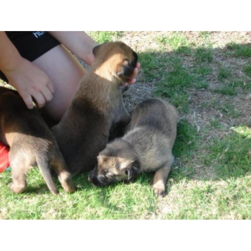 Te koop nest mechelse herder pups