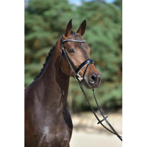 Leuke 7 jarige merrie (Vic x Zelhem)