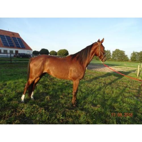 8 jarige draver ruin