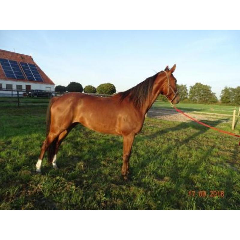 8 jarige draver ruin