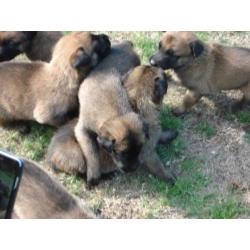 Te koop nest mechelse herder pups