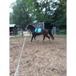 Super brave merrie te koop Kwpn type tuigpaard