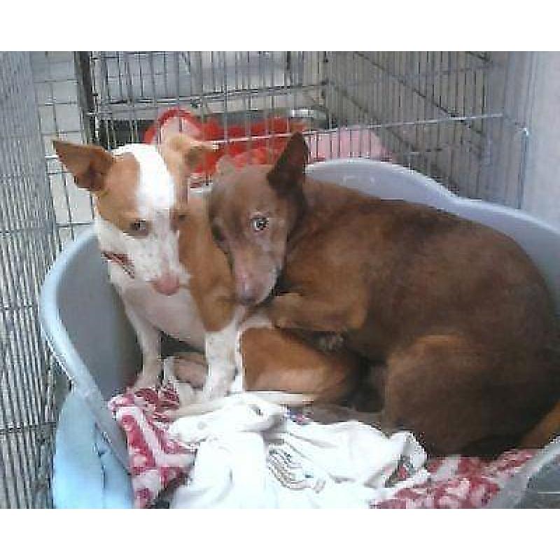ACE kleine podenco Maito (m) zoekt lief baasje