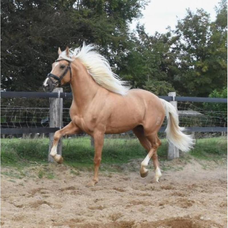 Schitterende grote palomino Andalusiër ruin!