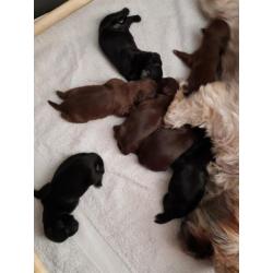 Te koop shih tzu pups