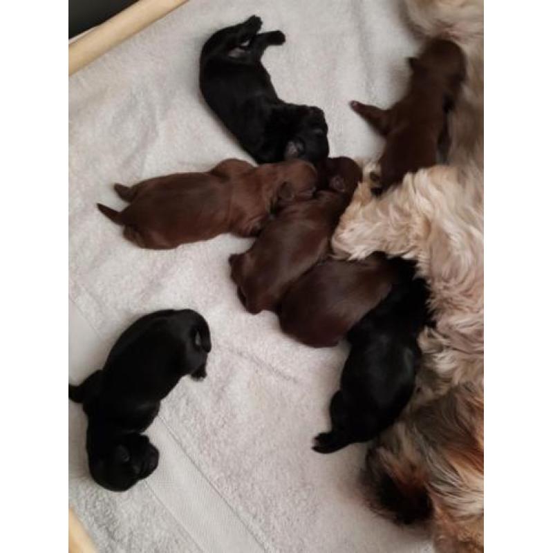 Te koop shih tzu pups