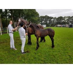 Lief groot Fries merrie veulen!! Friese merrie
