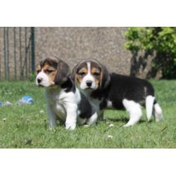 Mooie en Sociale Speelse beagle pups