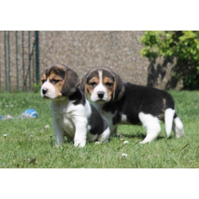 Mooie en Sociale Speelse beagle pups