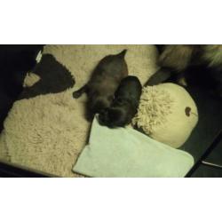 Pomeriaanpups te reserveren!