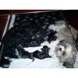 zeer mooie shih tzu , boomer pups verwacht