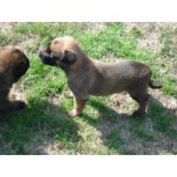 Te koop nest mechelse herder pups