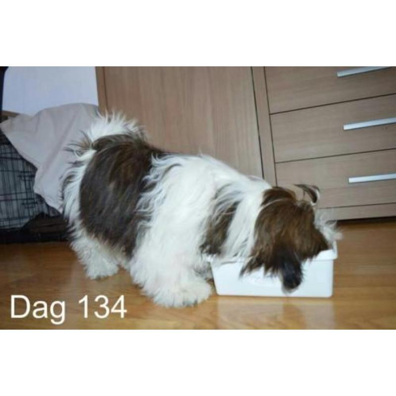 Dekreu ter dekking shih tzu driekleur